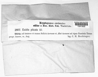 Exidia glandulosa image